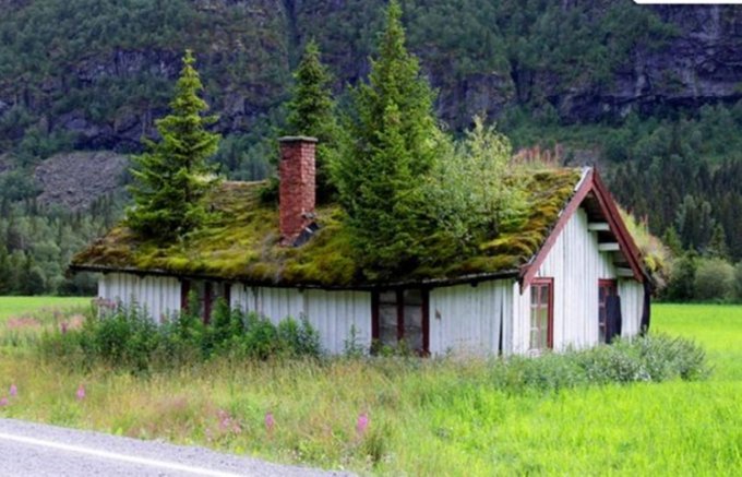 La casa con i pini sul tetto