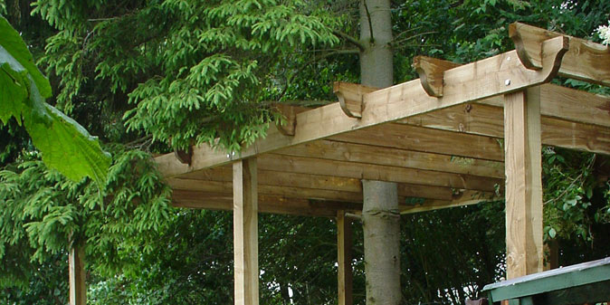 albero nella pergola