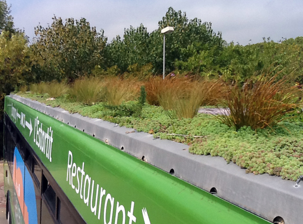 tetto verde sul bus