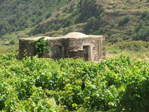 Un antico dammuso immerso nel verde della campagna pantesca