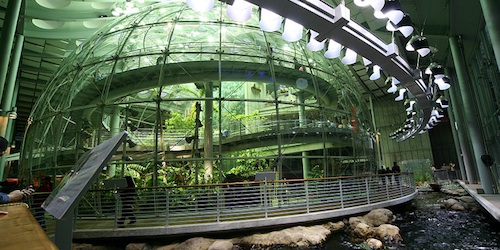 Realizzato da Renzo Piano, è definito il museo più sostenibile del mondo California Academy of Science