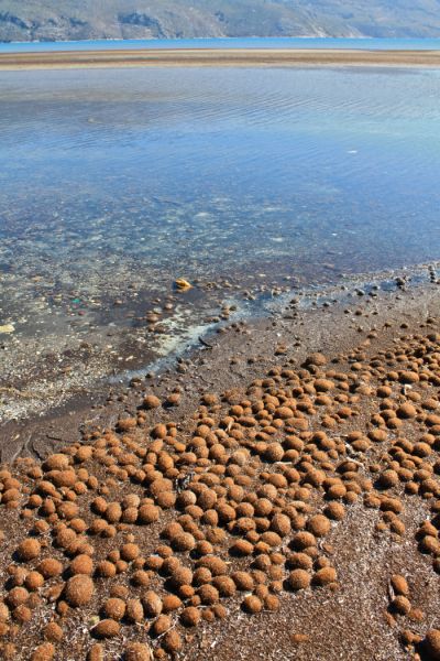 La posidonia marina accumulata su un litorale