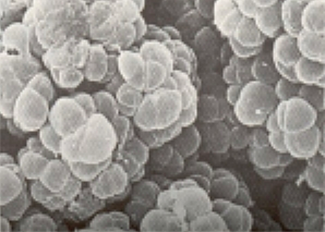 metanogeni