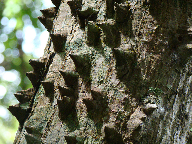 fibra naturale