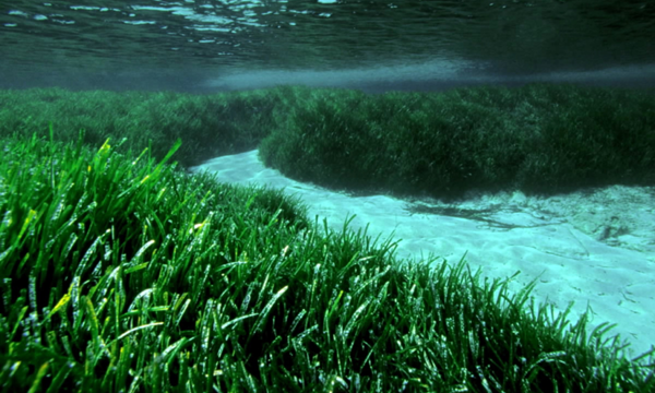Posidonia marina