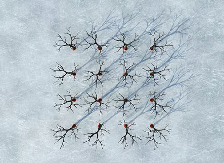 Winter Garden, disposizione degli alberi