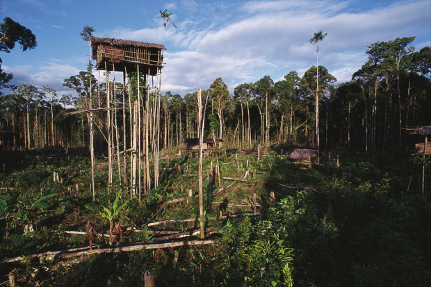 tree houses casetta sulle palafitte