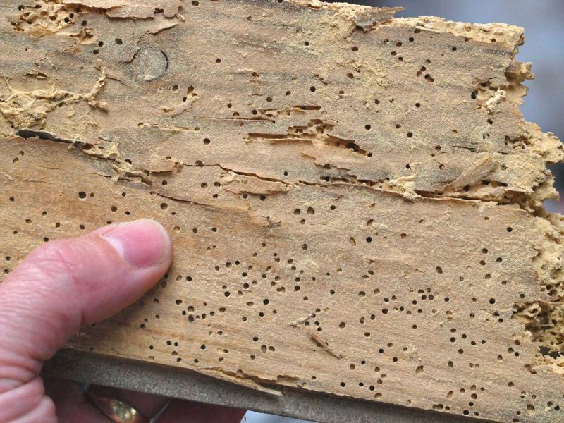 Segni sul legno provocati dagli insetti